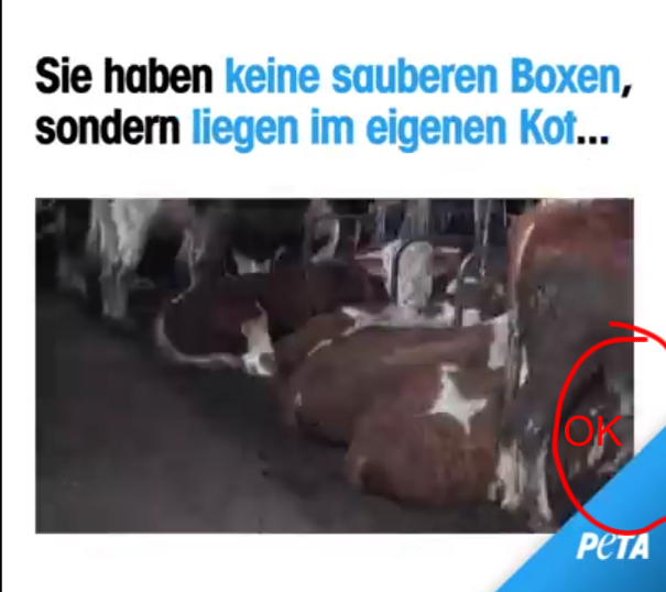 Screenshot PeTA Video Zeitmarke: 00:08 - Die Ecke ist wieder da und die Kuh ganz ruhig