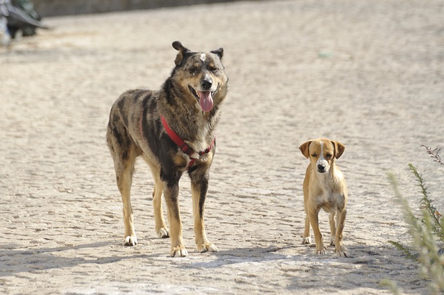 PeTA will Rumänien das töten von Streunerhunden verbieten. Gleichzeitig tötet PeTA 90% der Tiere, die bei ihnen abgegeben werden
