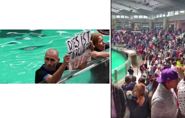 Radikale Tierrechtler stürmen Delfinarium und guckten verdutzt, als Zuschauer ihnen den Rücken zukehrten. Foto Facebook