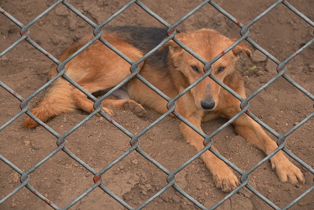 Tierheime verweigern Adoption