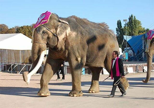 Offener Brief an PeTA - Foto: Elefantenbulle Colonel Joe im Circus Krone, Oktober 2010