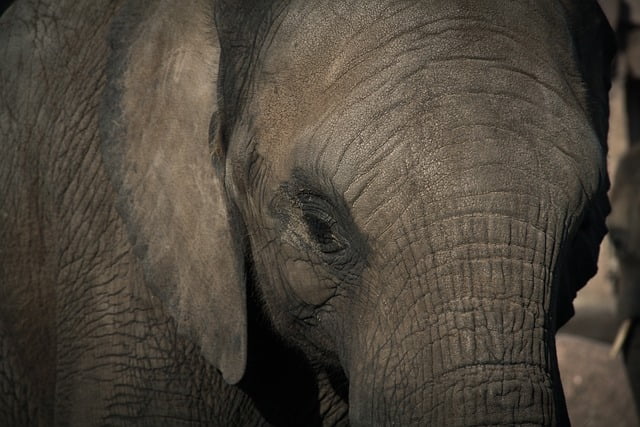Elefanten Tierqualvideo von PeTA entpuppt sich als Lüge