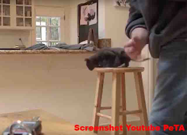 PeTA Skandal - Künstliche Katze gequält / Screenshot YouTube PeTA