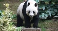 Große Pandas immer noch gefährdet / Foto: Wikipedia - J. Patrick Fischer