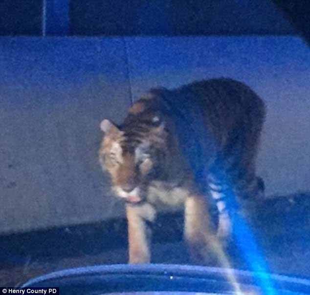 Der Tiger bevor er von der Polizei erschossen wurde / Foto: dailymail.co.uk