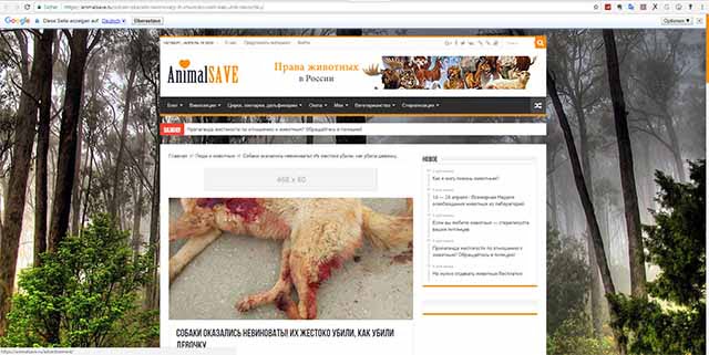 Screenshot: animalsave.ru/sobaki-okazalis-nevinovaty-ih-zhestoko-ubili-kak-ubili-devochku/