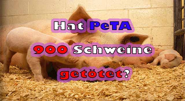 Hat PeTA 900 Schweine getötet?