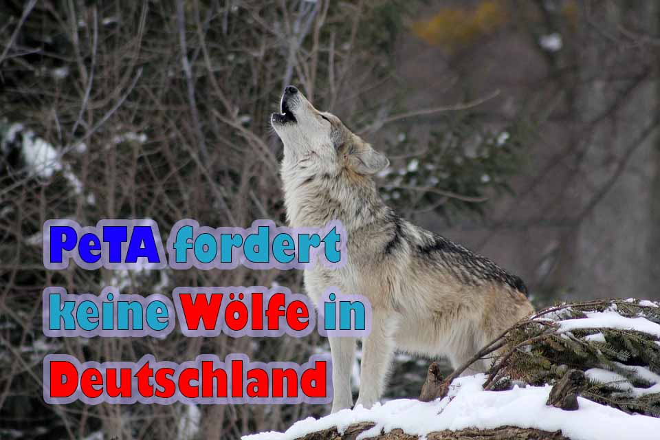 PeTA fordert ein Ende des Wolfes in Deutschland!