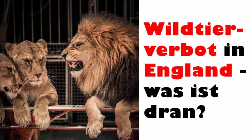 Wildtierverbot in England – wenn Tierrechtler jubeln lohnt es sich, dieses zu hinterfragen