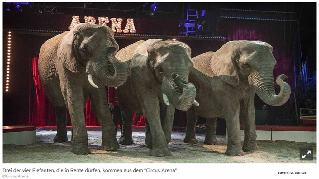 Dänemark kauft letzte vier Elefanten aus einem Zirkus auf / Screenshot: Stern.de