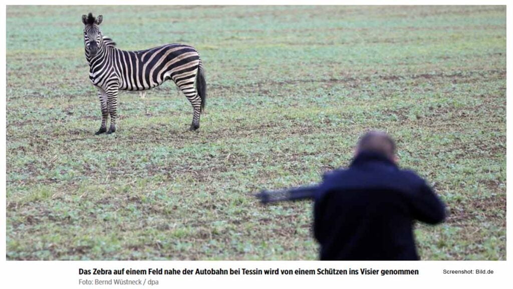 Zebra erschossen