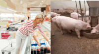 Wie der Tierschutz in den Einkaufsregalen versagt