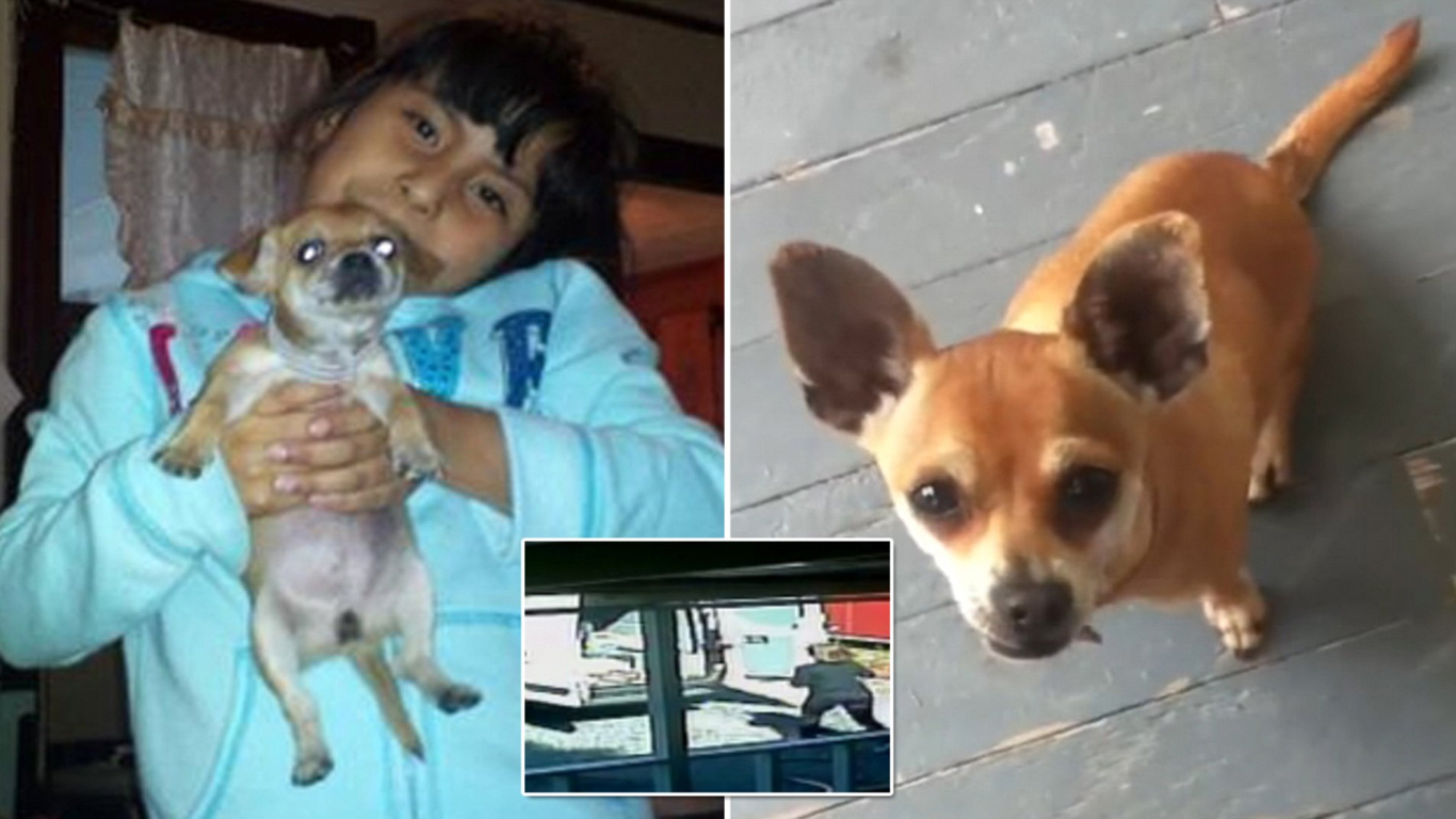 Peta wurde wegen Diepstahl und Tötung des Hundes auf 7 Millionen USD Schadenersatz verklagt