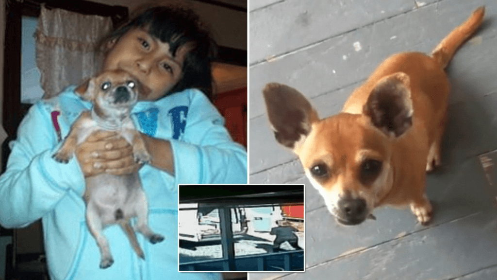 PETA und der Fall Maya – Ein Skandal, der nie vergessen werden darf 2 22052020 maya