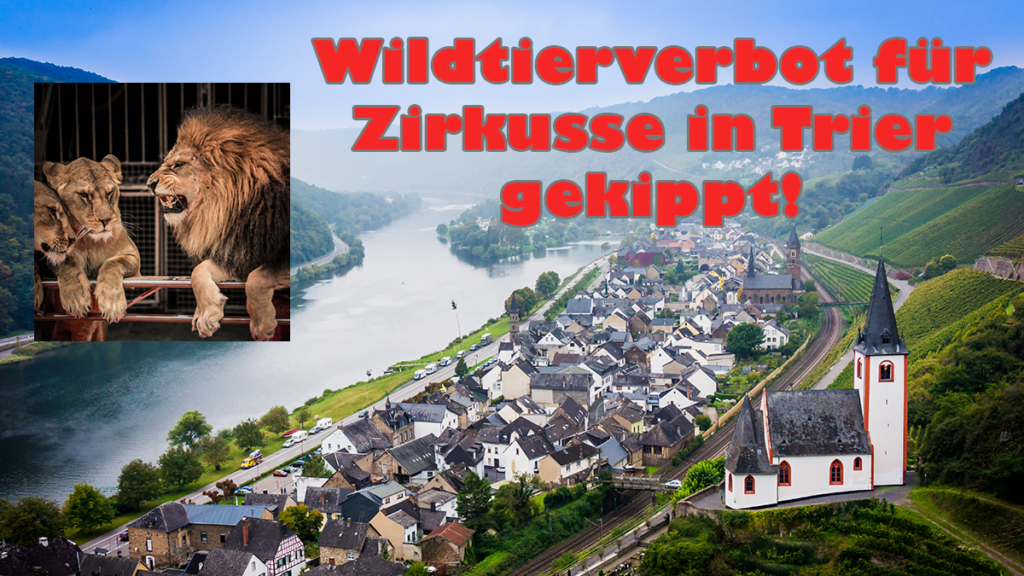 Nach Konstanz kippt auch Trier das Wildtierverbot