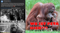 Neue Kampagne von Peta gegen Zoohaltung von Affen