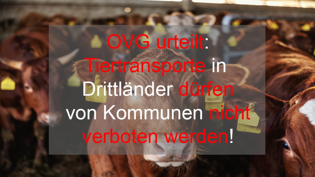Oberverwaltungsgericht kippt Eilentscheidung das Verwaltungsgericht Köln – Rinder dürfen nach Marokko transportiert werden