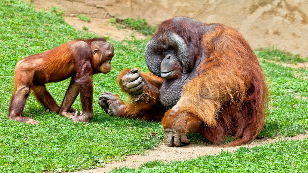 Ist es Dummheit oder die pure Verzweifelung bei Peta? – Warum Zoos für Menschenaffen keinen Artenschutz leisten