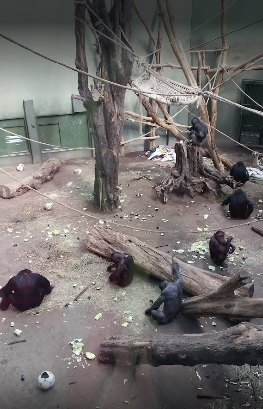 Foto Google Rezession Affenhaus Magdeburger Zoo / Patricia Koenig April 2019