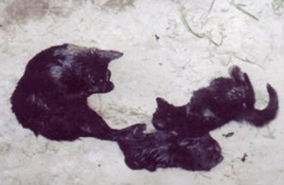 von Peta getötete Katzenmutter mit ihren Babys / Foto Nathan Winograd