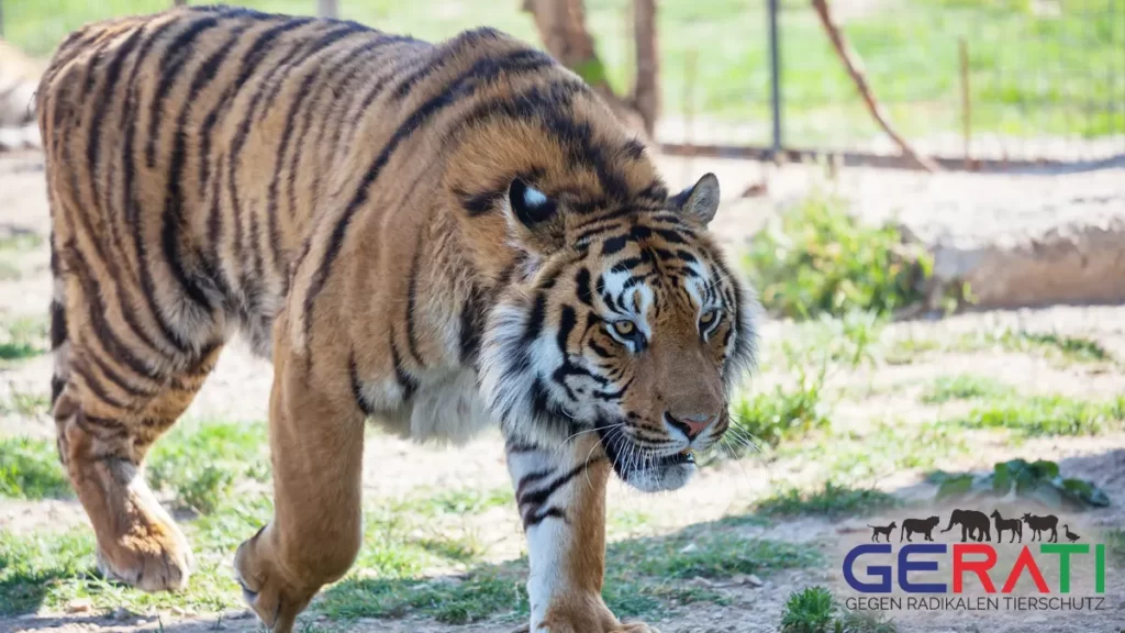 Tiger tötet Pfleger in indonesischem Zoo