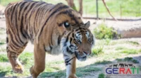 Tiger tötet Pfleger in indonesischem Zoo