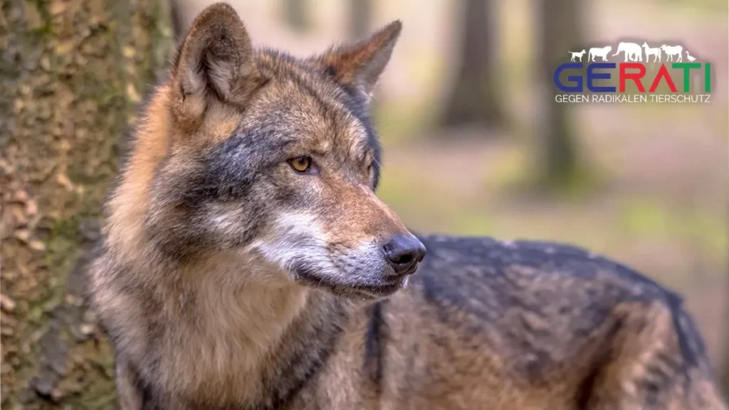 Behörden verlieren Überblick – Wolfsrudel vor Berlin größer als gedacht
