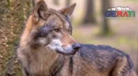Behörden verlieren Überblick – Wolfsrudel vor Berlin größer als gedacht