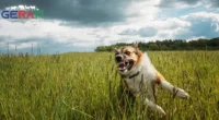 PETA fordert erneut nach Hundeattacke in Ilmenau Einführung des Hundeführerscheins in Thüringen!