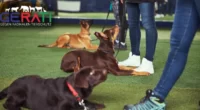PETA fordert in einer Pressmitteilung erneut die Einführung des Hundeführerscheins