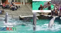 Tierrechts-Idioten springen im Duisburger Zoo ins Delfinarium