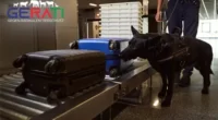 Stachelhalsbänder für Polizeihunde: Berliner Senat debattiert Tierschutz als Priorität