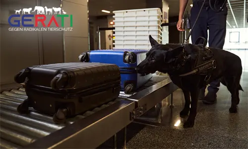 Stachelhalsbänder für Polizeihunde: Berliner Senat debattiert Tierschutz als Priorität