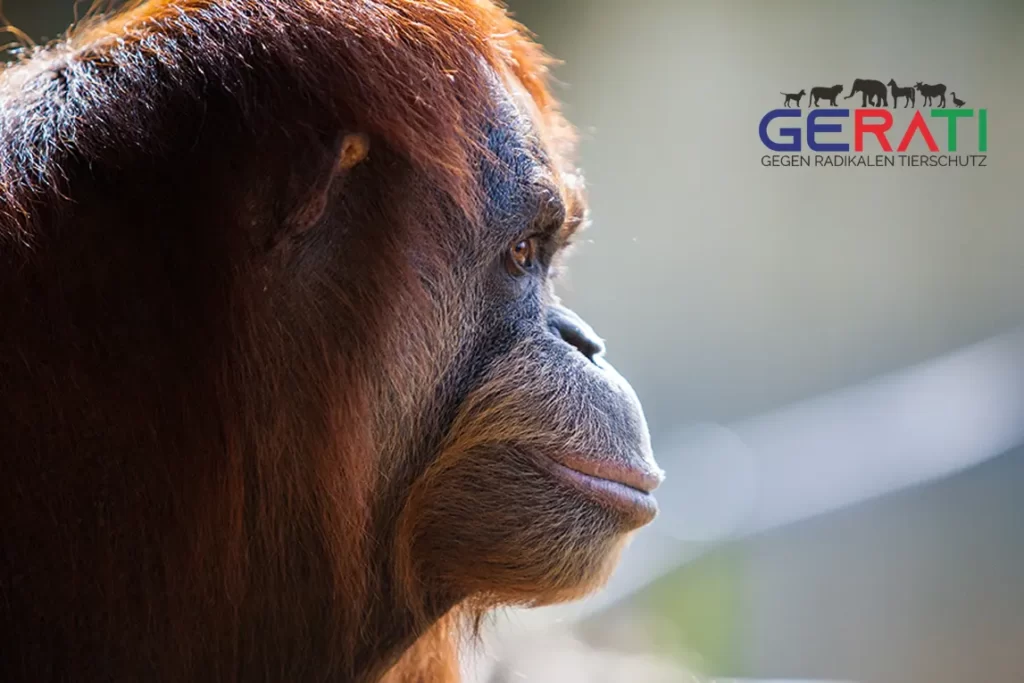 Gute Nachrichten für Zoo Duisburg: Ermittlungen eingestellt – interne Überprüfung zeigt Verbesserungen für Tierwohl bei Orang-Utan