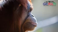 Gute Nachrichten für Zoo Duisburg: Ermittlungen eingestellt – interne Überprüfung zeigt Verbesserungen für Tierwohl bei Orang-Utan