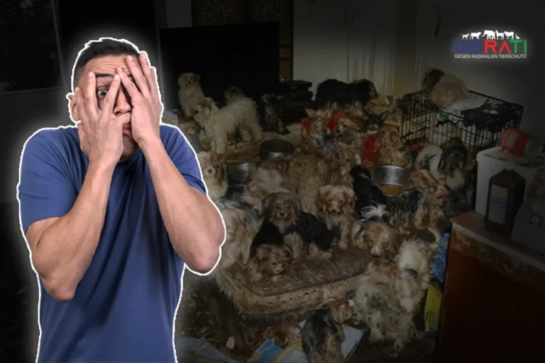 Eine beengte Wohnung mit vielen Tieren, die auf engstem Raum zusammenleben, zeigt die typischen Verhältnisse von Animal Hoarding.