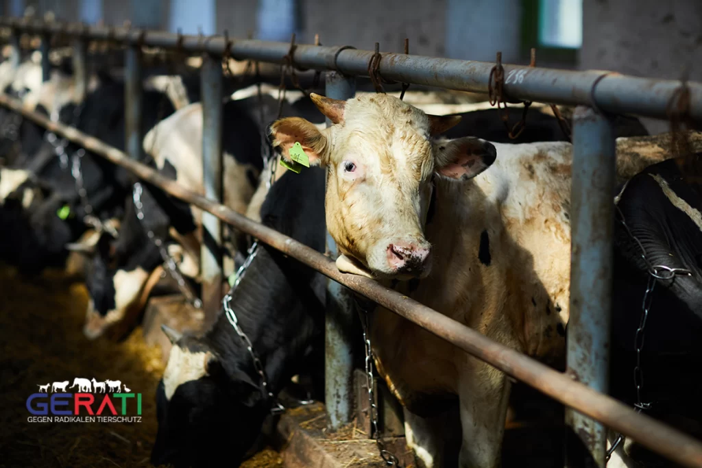 Anbindehaltung in einem Stall, Tierschutz versus Nutztierhaltung