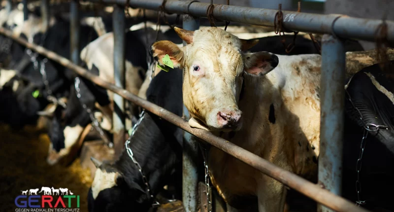 Anbindehaltung in einem Stall, Tierschutz versus Nutztierhaltung