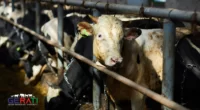Schweiz: Radikale Tierrechtler und der umstrittene Schadenersatzfall durch VGT-Aktivitäten