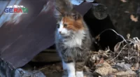 Belastung für Kommunen: Frei lebende Streuner-Katzen kosten Sachsen Millionen