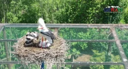 Der Allwetterzoo Münster muss 1. Entscheidung treffen - Traurigkeit bei den Besucher 34 Titelbild des Artikels zeigt den Allwetterzoo Münster, der wegen eines Storchen-Vorfalls in der Kritik steht.