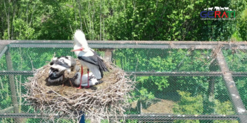 Der Allwetterzoo Münster muss 1. Entscheidung treffen - Traurigkeit bei den Besucher 8 Titelbild des Artikels zeigt den Allwetterzoo Münster, der wegen eines Storchen-Vorfalls in der Kritik steht.