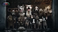 Ein Bild zeigt ein heruntergekommenes Tierheim mit überfüllten Käfigen, gestressten Tieren und überfordertem Personal, das auf den drohenden Zusammenbruch des Tierheim-Systems durch den Deutschen Tierschutzbund hinweist.