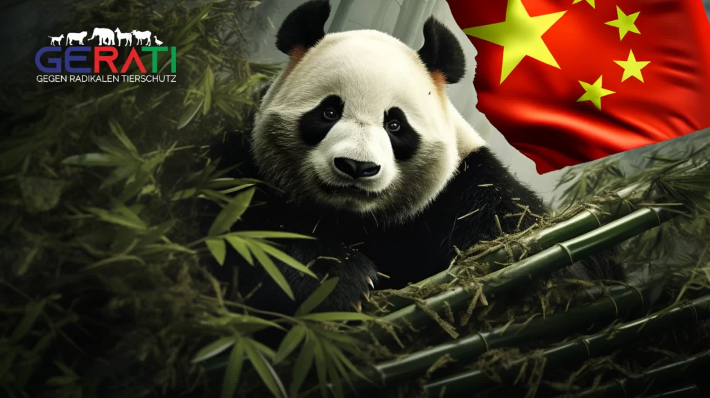 Ein Bild zeigt einen friedlichen Panda, der friedlich Bambussprossen in einem üppigen Bambuswald isst. Im Hintergrund weht die chinesische Flagge, was darauf hinweist, dass China versucht, die Panda-Politik zu nutzen, um politische und wirtschaftliche Entscheidungen zu beeinflussen.