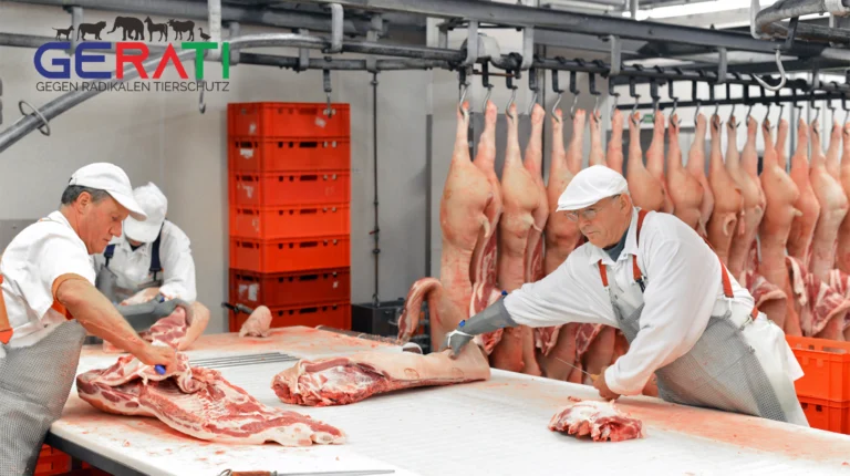 Tierschutz in Schlachthöfen 2024: Wie sollte er funktionieren
