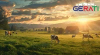 Friedliche Szene auf einer Bayerische Milchwirtschaft mit glücklichen Kühen, die auf saftigen grünen Weiden grasen.