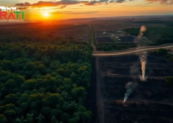 54 Zerstörung des Amazonas durch Abholzung und Viehzucht – kontrastreiches Luftbild zwischen Regenwald und Rodung