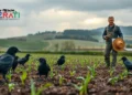 Saatkrähen zerstören junge Gemüsepflanzen auf einem Biobauernhof – ein Landwirt blickt besorgt auf das Feld.