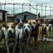 Hunde hinter einem rostigen Zaun in einem verfallenen Tierheim – Symbolbild für die Kritik an Einfach Tierschutz.