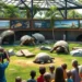 Zoos im Fokus: Eine kritische Auseinandersetzung mit Robert Marc Lehmanns Ansichten 7 Das Bild zeigt eine moderne Zoo-Umgebung mit einem großzügigen, naturgetreu gestalteten Gehege für Galapagos-Riesenschildkröten. Das Gehege ist üppig begrünt und enthält Elemente wie Felsen und Wasserstellen, die natürliche Verhaltensweisen der Schildkröten fördern. Im Vordergrund beobachtet eine diverse Gruppe von Besuchern, darunter Kinder und Erwachsene, die Tiere und verdeutlicht so den Bildungsaspekt von Zoos. Im Hintergrund sind Hinweisschilder zu sehen, die über aktive Naturschutzmaßnahmen und Zuchtprogramme informieren. Das Bild vermittelt eine Atmosphäre der Hoffnung und Zusammenarbeit und unterstreicht die wichtige Rolle, die Zoos im globalen Naturschutz spielen.